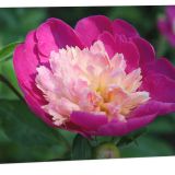 Greeting Card Pack of 12
