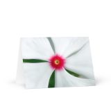 Greeting Card Pack of 12