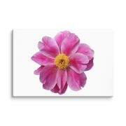 Pink Reverie 16×24 Canvas Print