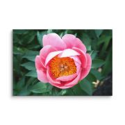 Sunrise in a Cup 16×24 Canvas Print