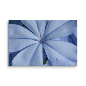 A Waking Dream 16×24 Canvas Print