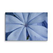 A Waking Dream 16×24 Canvas Print