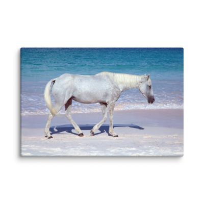 Pink Sand Prince 16×24 Canvas Print