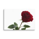 canvas-in-16x24-wall-6aa46bace8a40.jpg