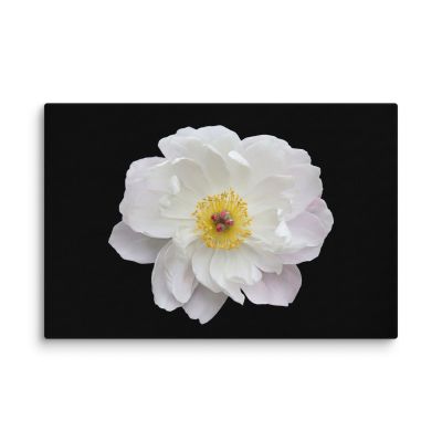 Light Out of the Dark 16×24 Canvas Print