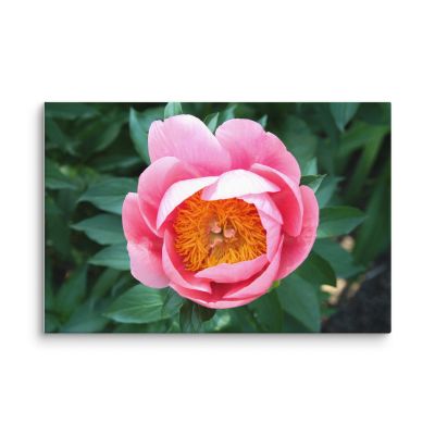 Sunrise in a Cup 16×24 Canvas Print