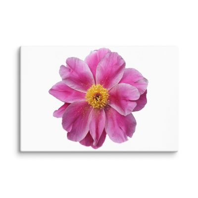 Pink Reverie 16×24 Canvas Print
