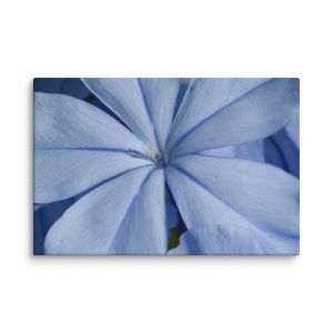 A Waking Dream 24×36 Canvas Print