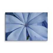 A Waking Dream 24×36 Canvas Print