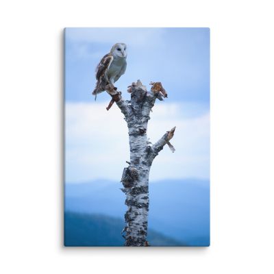 Athena 24×36 Canvas Print