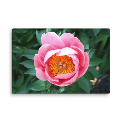 Sunrise in a Cup 24×36 Canvas Print