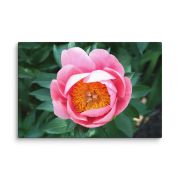 Sunrise in a Cup 8×12 Canvas Print
