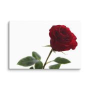 The Lovers Rose 8×12 Canvas Print
