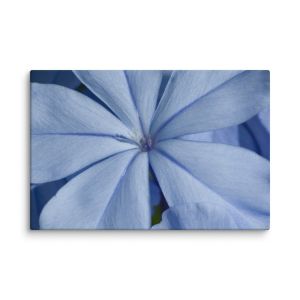 A Waking Dream 8×12 Canvas Print