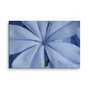 A Waking Dream 8×12 Canvas Print