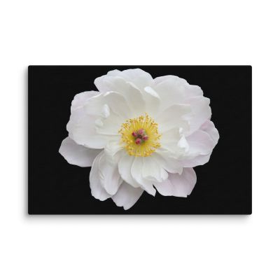 Light Out of the Dark 8×12 Canvas Print