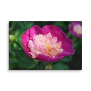 The Birth of Love 8×12 Canvas Print