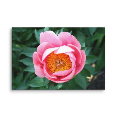 Sunrise in a Cup 8×12 Canvas Print