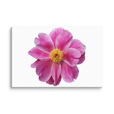Pink Reverie 8×12 Canvas Print