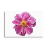 canvas-in-8x12-wall-6aa471b95e757.jpg