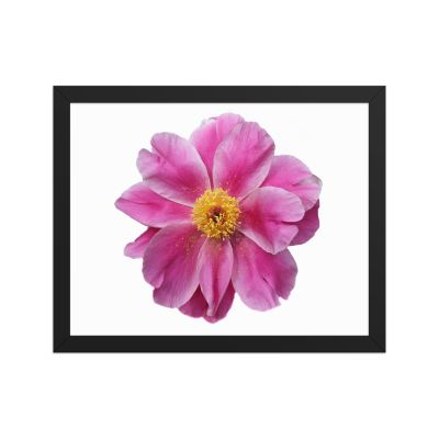 Pink Reverie 11×14 Framed Poster