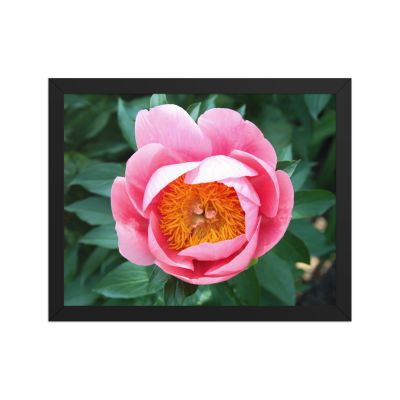 Sunrise in a Cup 11×14 Framed Poster
