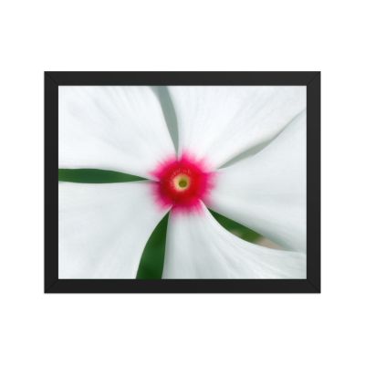 Madagascar Bloom 11×14 Framed Poster