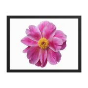 Pink Reverie 18×24 Framed Poster