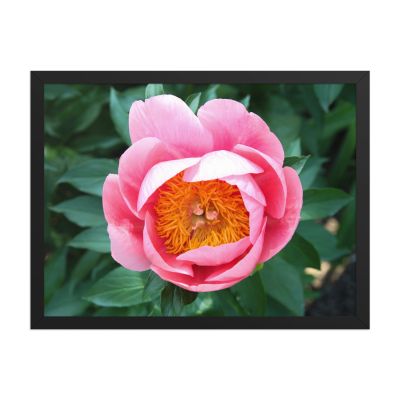 Sunrise in a Cup 18×24 Framed Poster