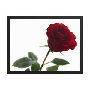 The Lovers Rose 18×24 Framed Poster