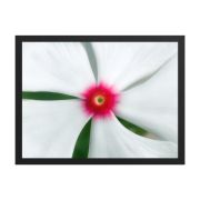 Madagascar Bloom 18×24 Framed Poster