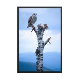 enhanced-matte-paper-framed-poster-in-black-24x36-front-6aa45849afa3f.jpg