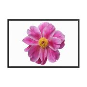 Pink Reverie 24×36 Framed Poster