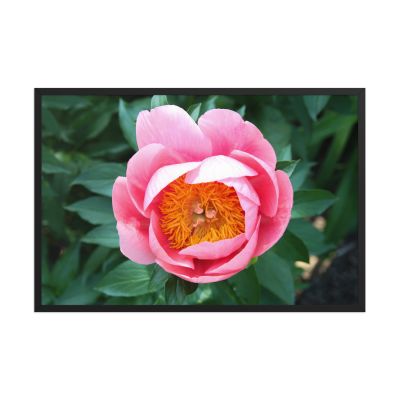 Sunrise in a Cup 24×36 Framed Poster