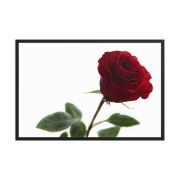 The Lovers Rose 24×36 Framed Poster