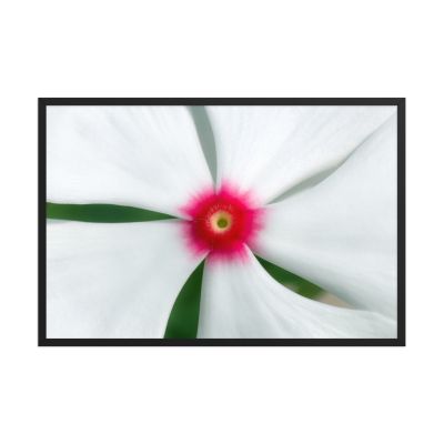 Madagascar Bloom 24×36 Framed Poster