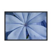 A Waking Dream 24×36 Framed Poster