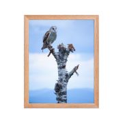Athena 11×14 Framed Poster