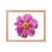 Pink Reverie 11×14 Framed Poster