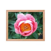 Sunrise in a Cup 11×14 Framed Poster