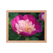 The Birth of Love 11×14 Framed Poster
