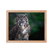Lord of the Woods 11×14 Framed Poster