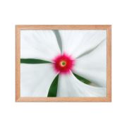 Madagascar Bloom 11×14 Framed Poster
