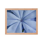 A Waking Dream 11×14 Framed Poster