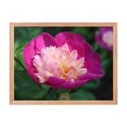 The Birth of Love 18×24 Framed Poster