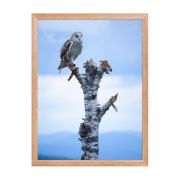 Athena 18×24 Framed Poster