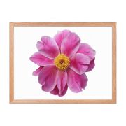 Pink Reverie 18×24 Framed Poster