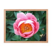 Sunrise in a Cup 18×24 Framed Poster
