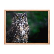 Lord of the Woods 18×24 Framed Poster