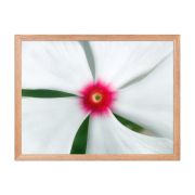 Madagascar Bloom 18×24 Framed Poster
